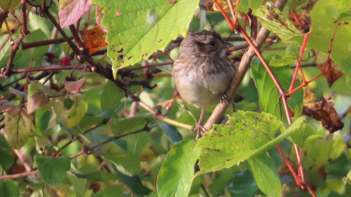 Swamp Sparrow - ML641750197