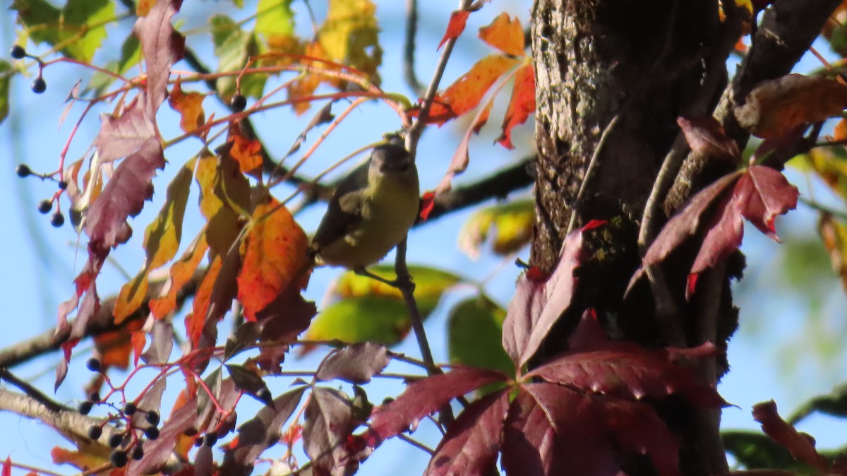 Philadelphia Vireo - ML641750200