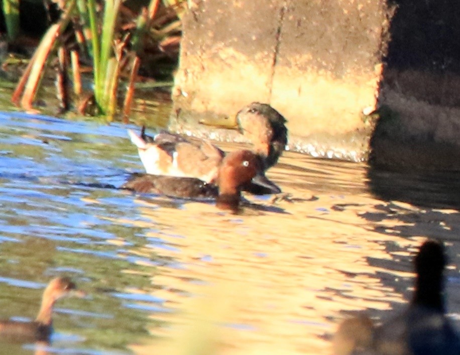 Ferruginous Duck - ML641750273
