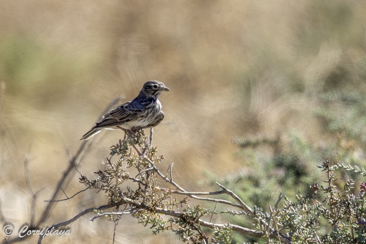 Mediterranean Short-toed Lark - ML641750284
