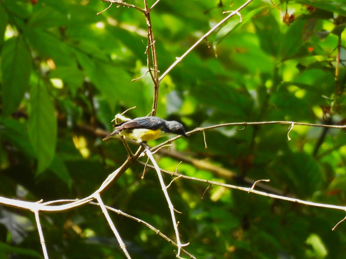 White-throated Flowerpecker - ML641750310