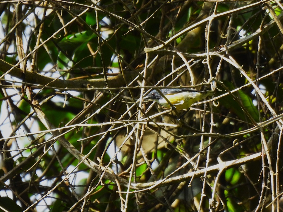 White-throated Flowerpecker - ML641750311