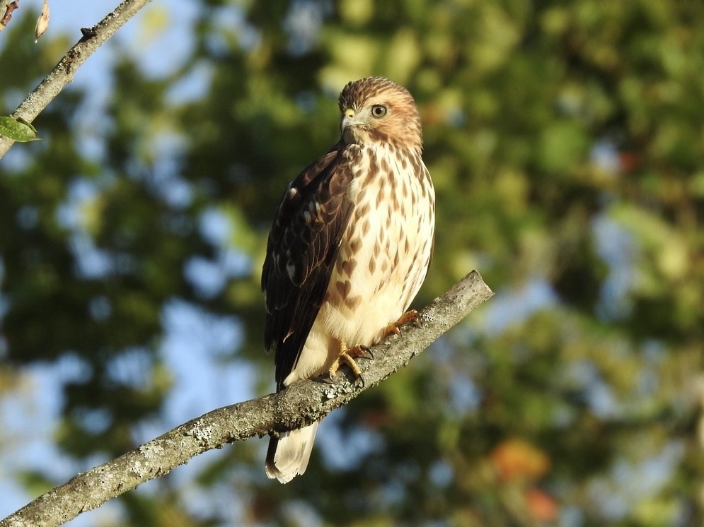 Broad-winged Hawk - ML641750315