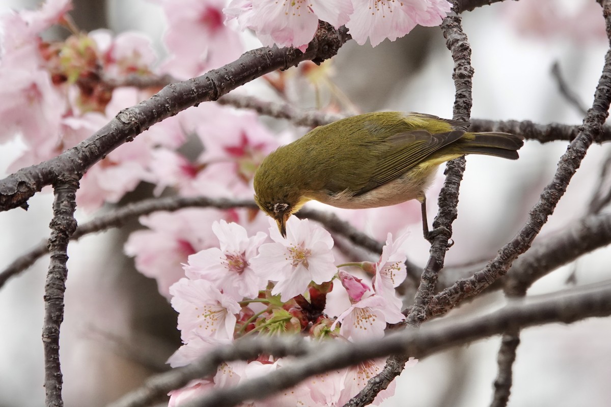 Warbling White-eye - ML641750323
