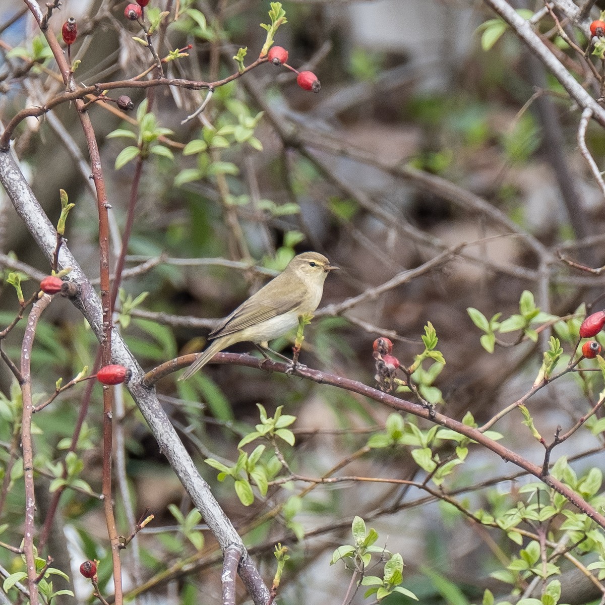 Common Chiffchaff - ML641750328