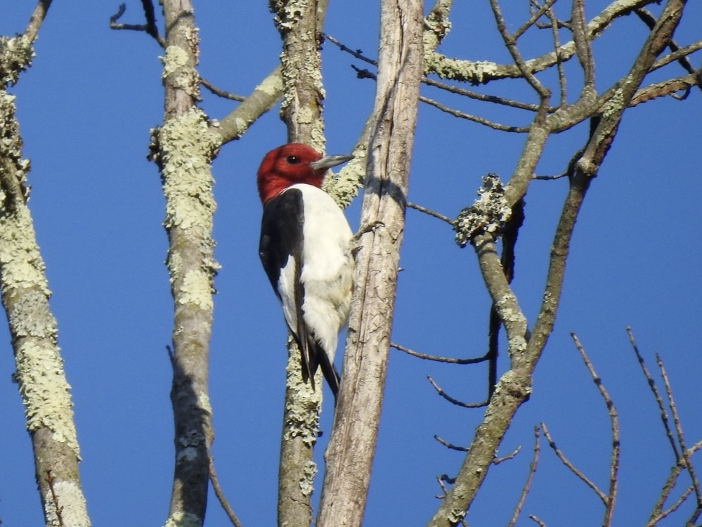 Red-headed Woodpecker - ML641750329