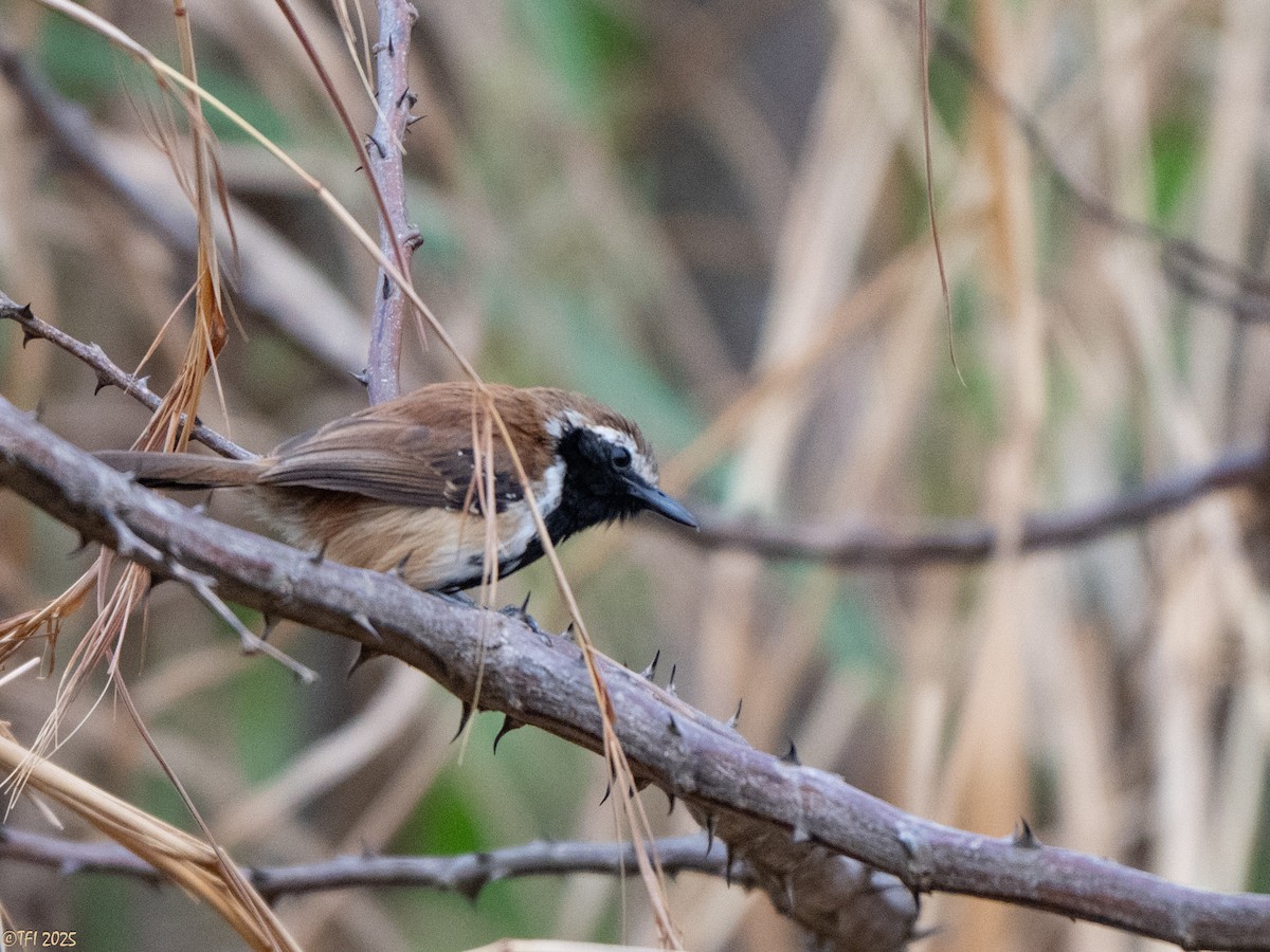 Rusty-backed Antwren - ML641750339
