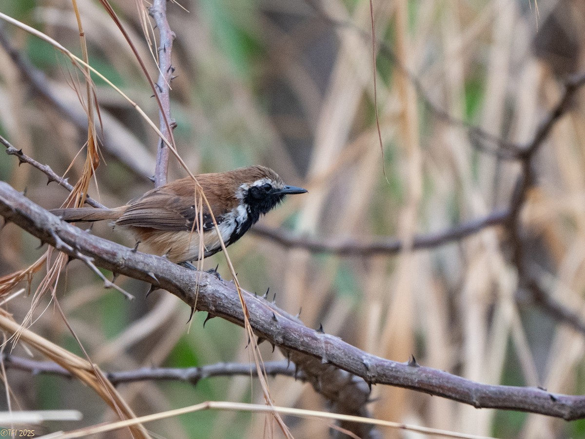 Rusty-backed Antwren - ML641750340