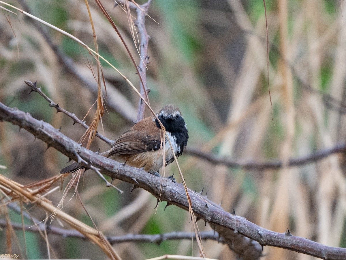 Rusty-backed Antwren - ML641750341