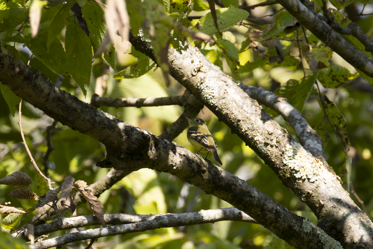 Yellow-bellied Flycatcher - ML641750348