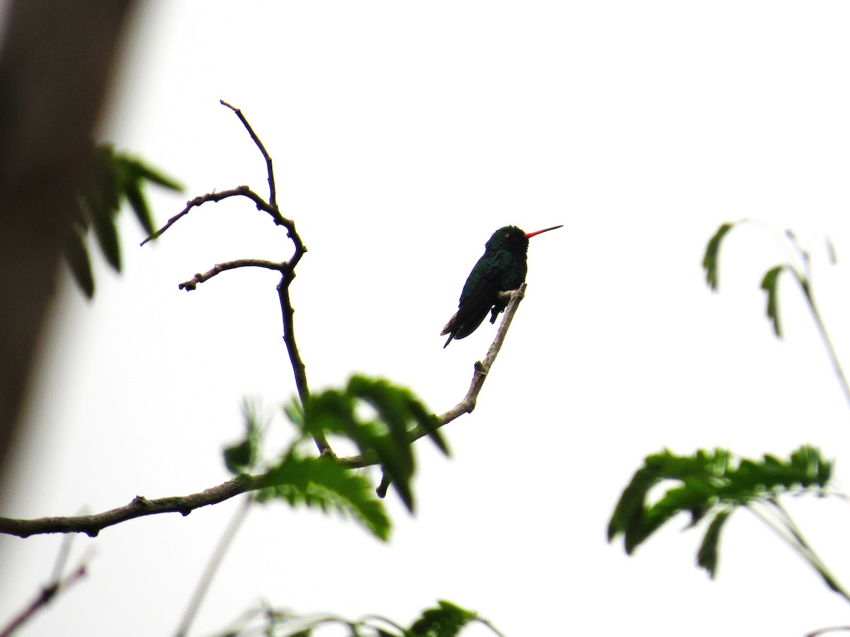 Glittering-bellied Emerald - ML641750436