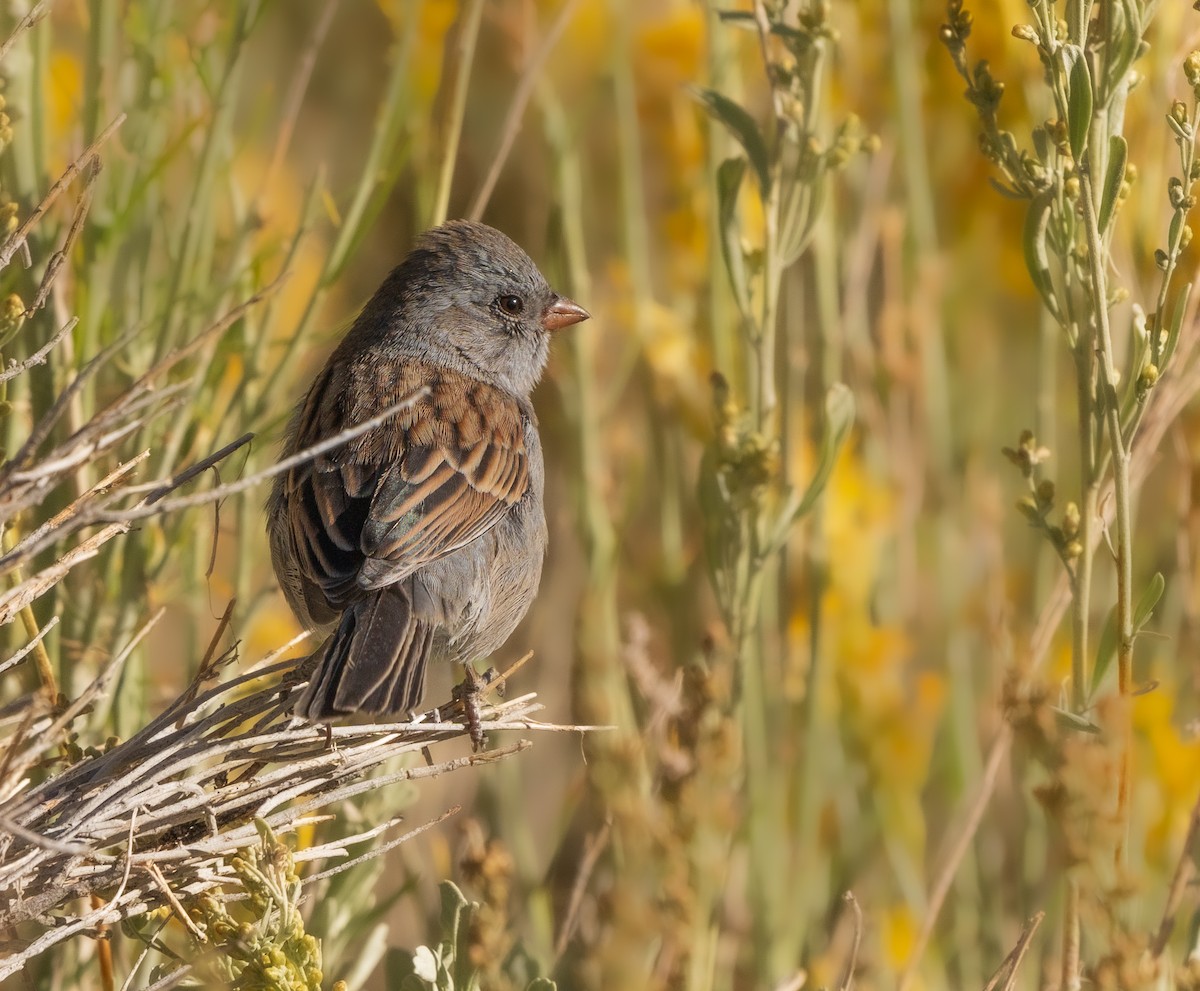 Black-chinned Sparrow - ML641750439