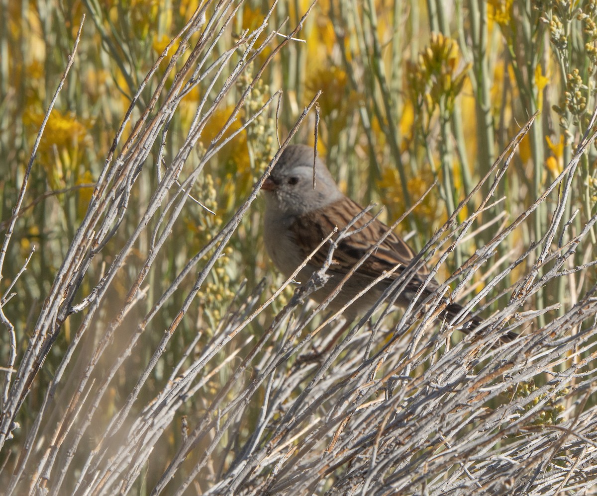 Black-chinned Sparrow - ML641750453