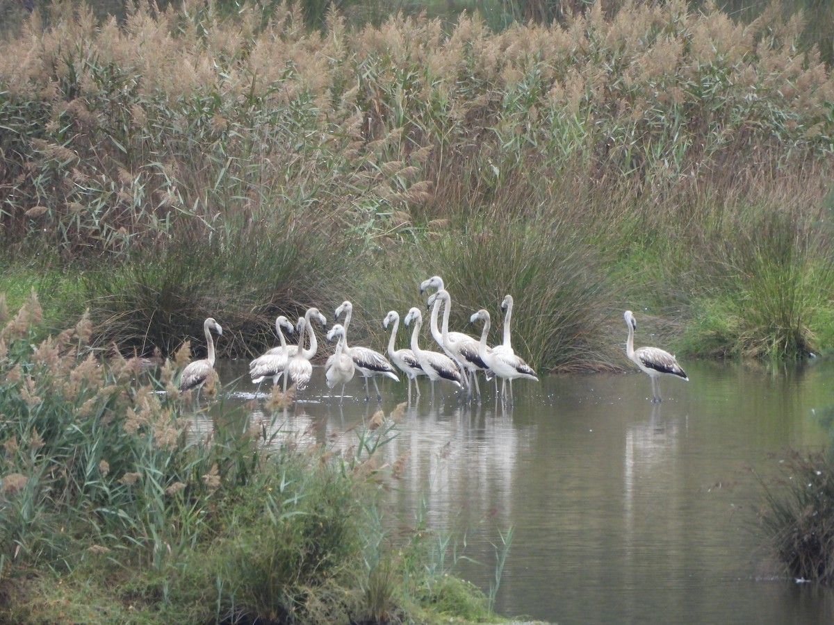 Greater Flamingo - ML641750477