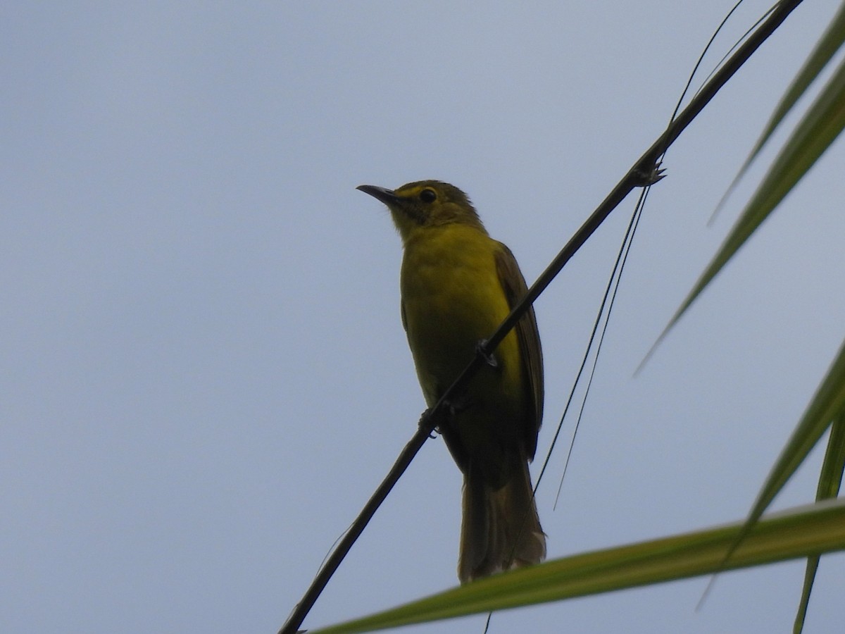 Yellow-browed Bulbul - ML641750482