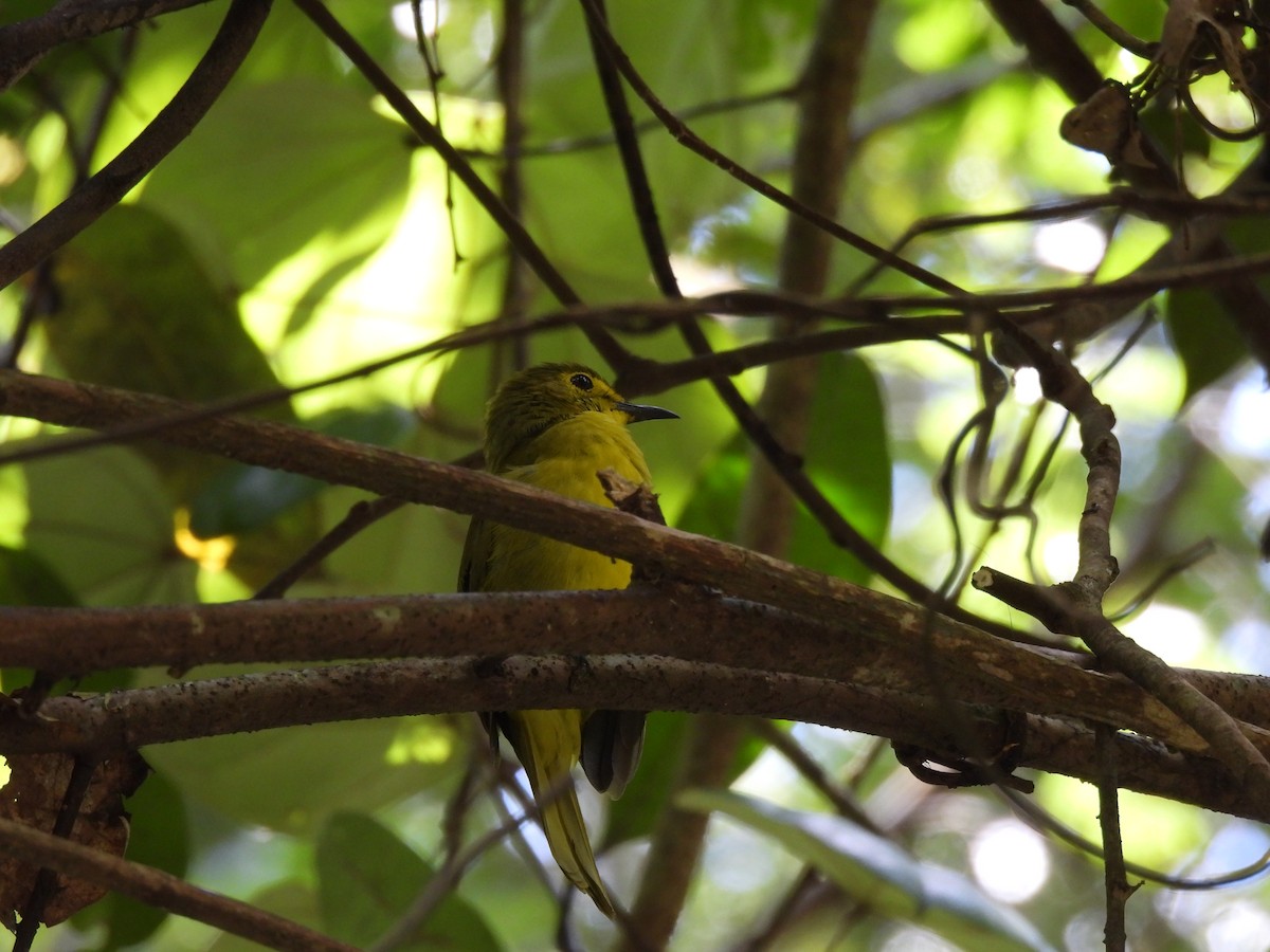 Yellow-browed Bulbul - ML641750483