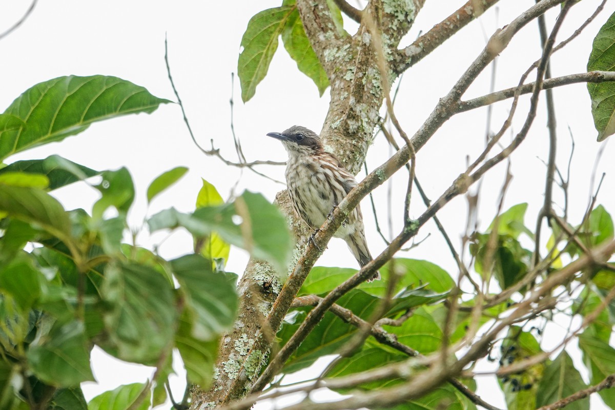 Rabdornis Cabecipardo - ML641750484