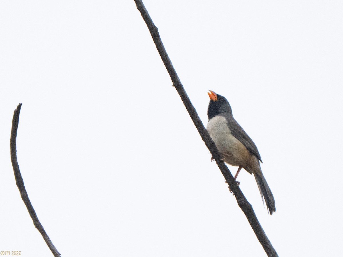 Black-throated Saltator - ML641750491