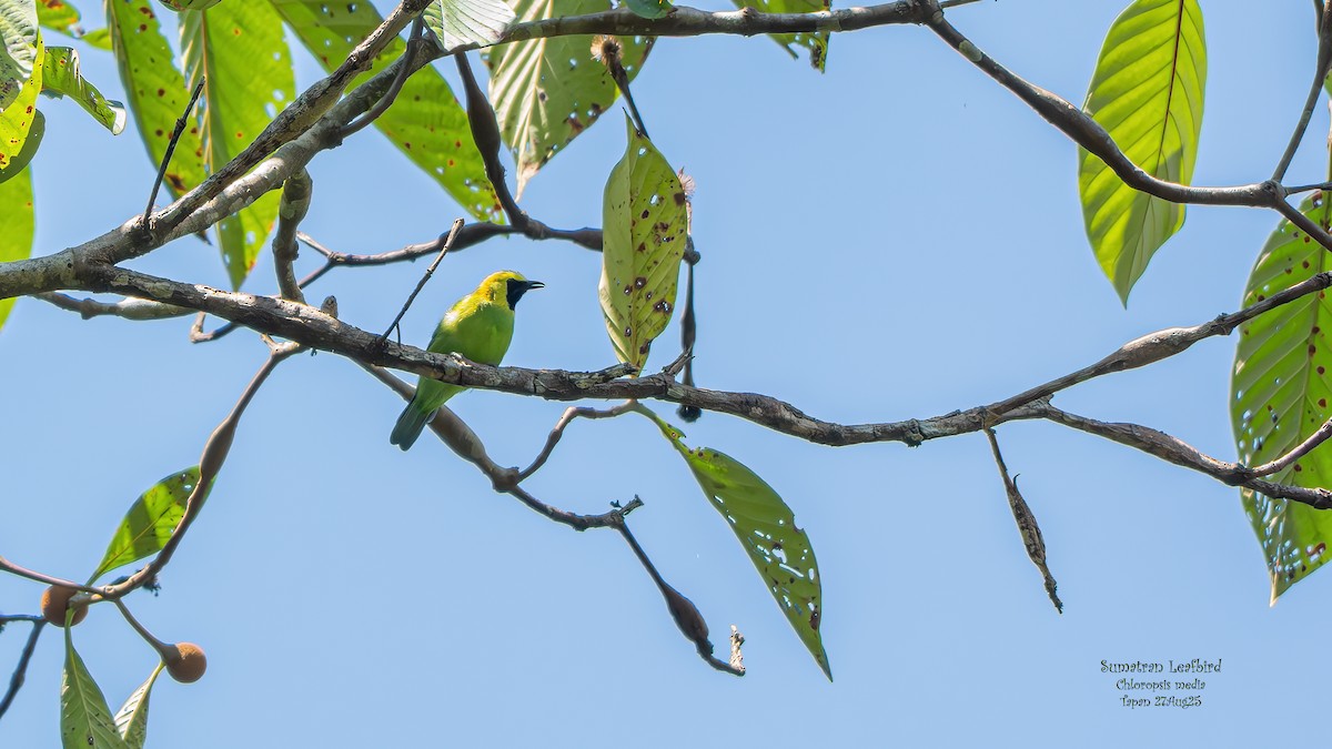Sumatran Leafbird - ML641750492