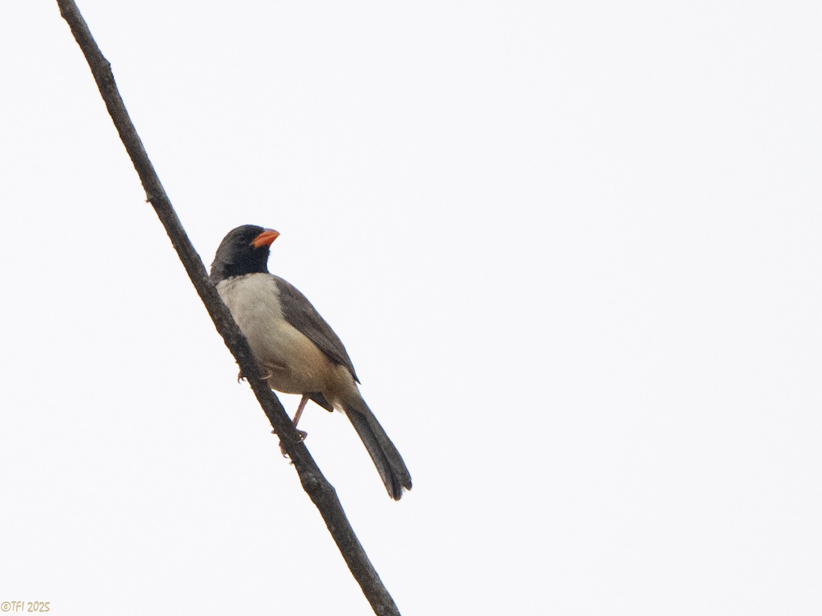 Black-throated Saltator - ML641750493