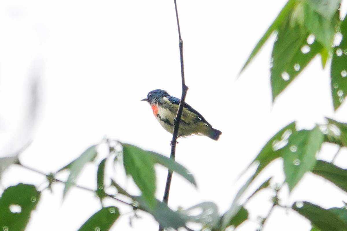 Fire-throated Flowerpecker - ML641750507