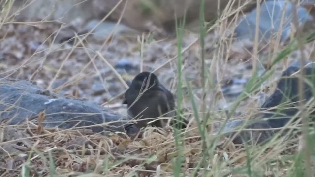 kattespottefugl - ML641750590