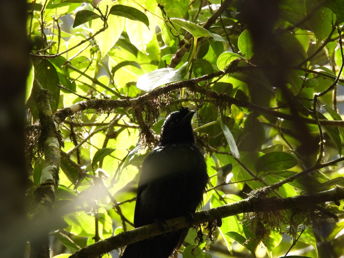 Sri Lanka Drongo - ML641750600