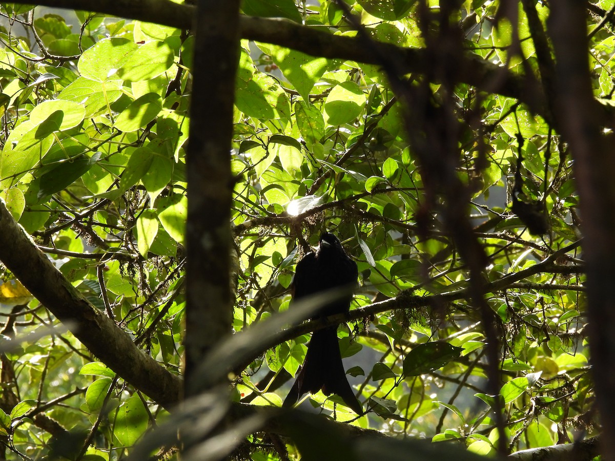 Sri Lanka Drongo - ML641750601