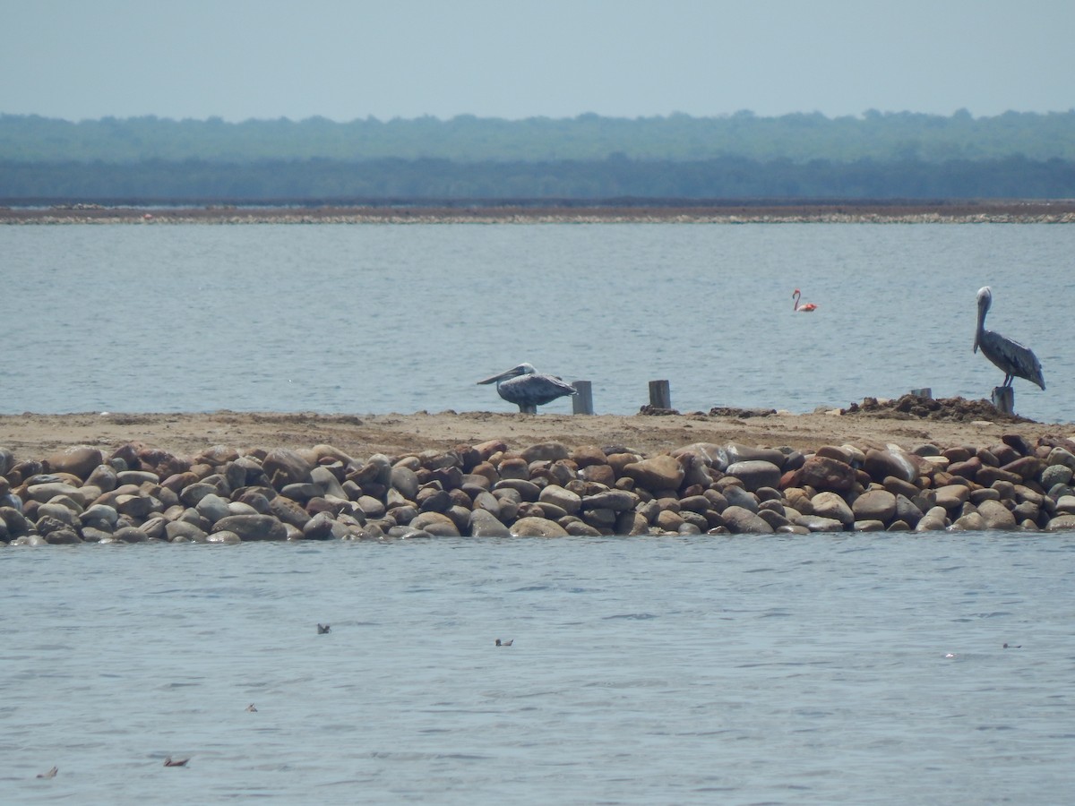 Brown Pelican - ML641750619