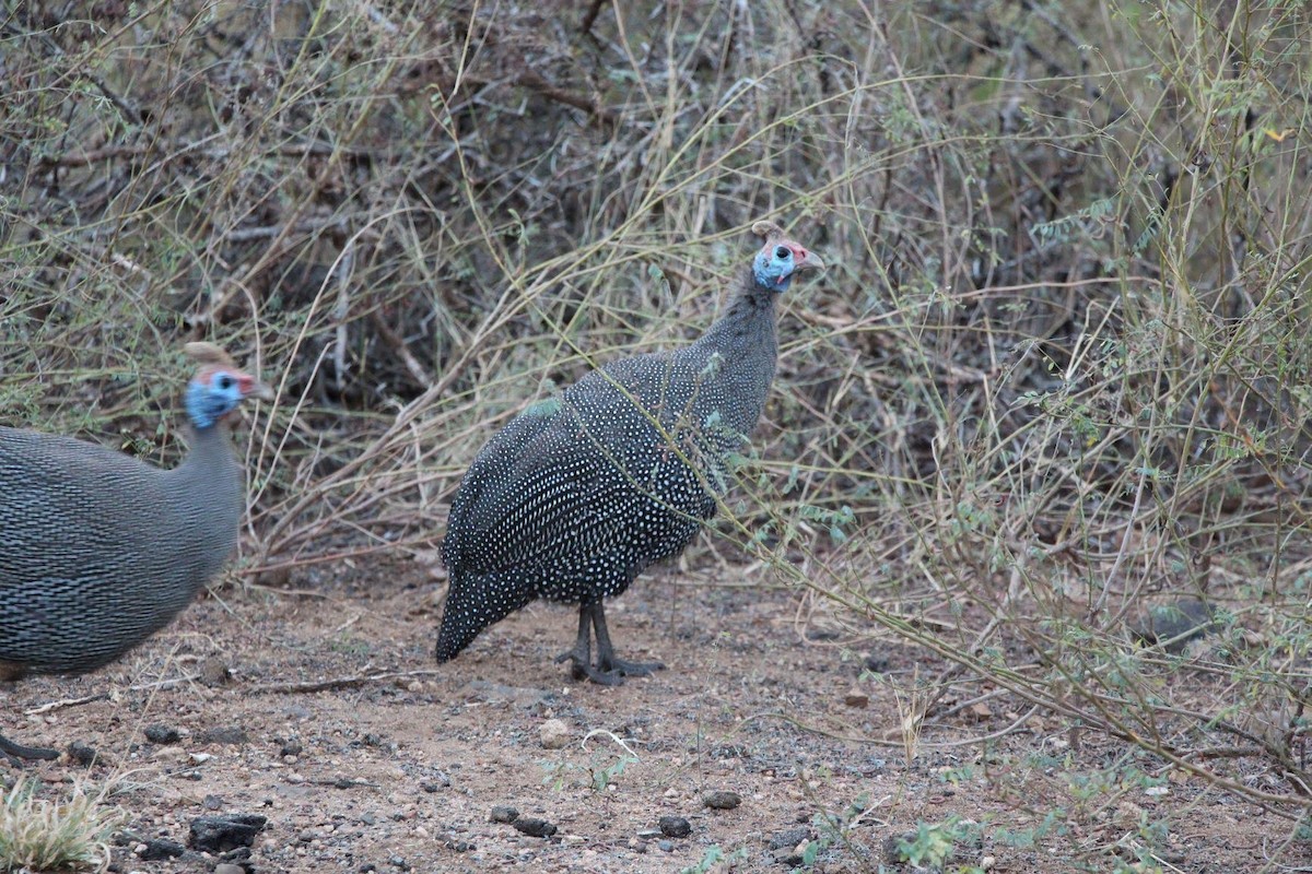 Helmeted Guineafowl - ML641750636
