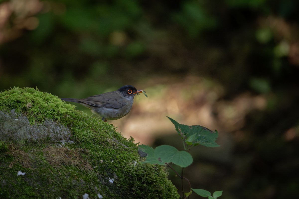 Black-headed Nightingale-Thrush - ML641750648