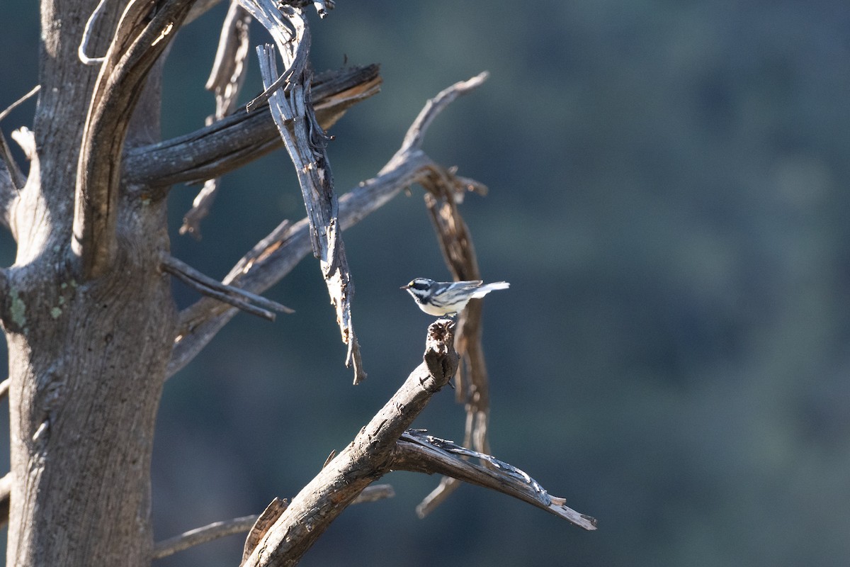 Black-throated Gray Warbler - ML641750664
