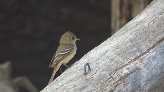 Western Flycatcher - ML641750680