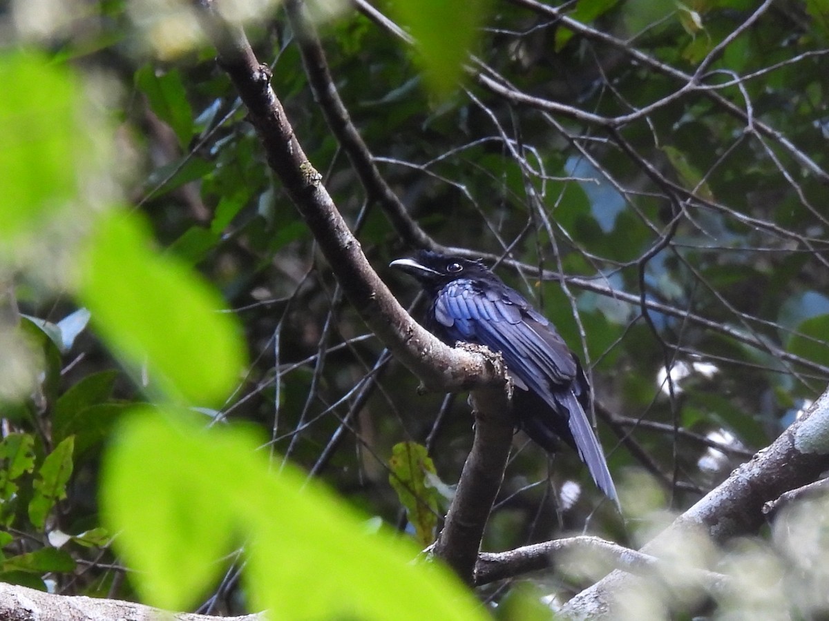 Sri Lanka Drongo - ML641750716