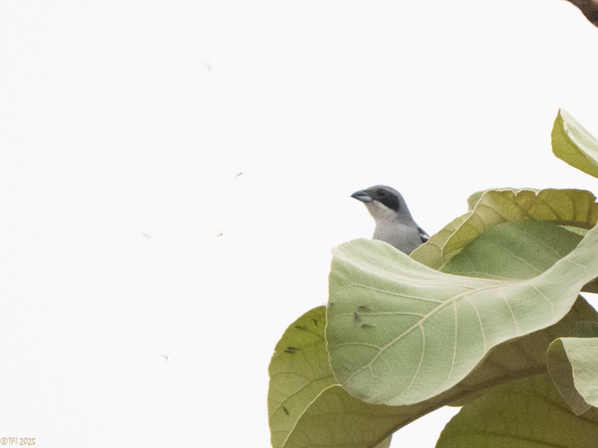 White-banded Tanager - ML641750729