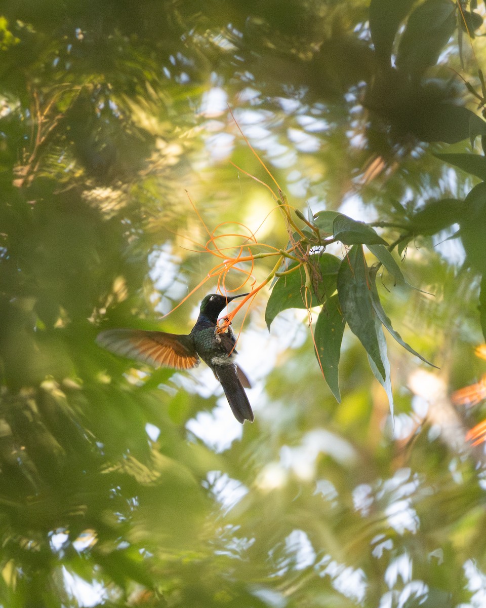 granatkolibri - ML641750745