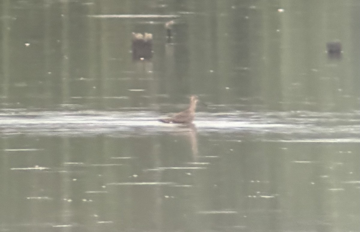 Hudsonian Godwit - ML641750804