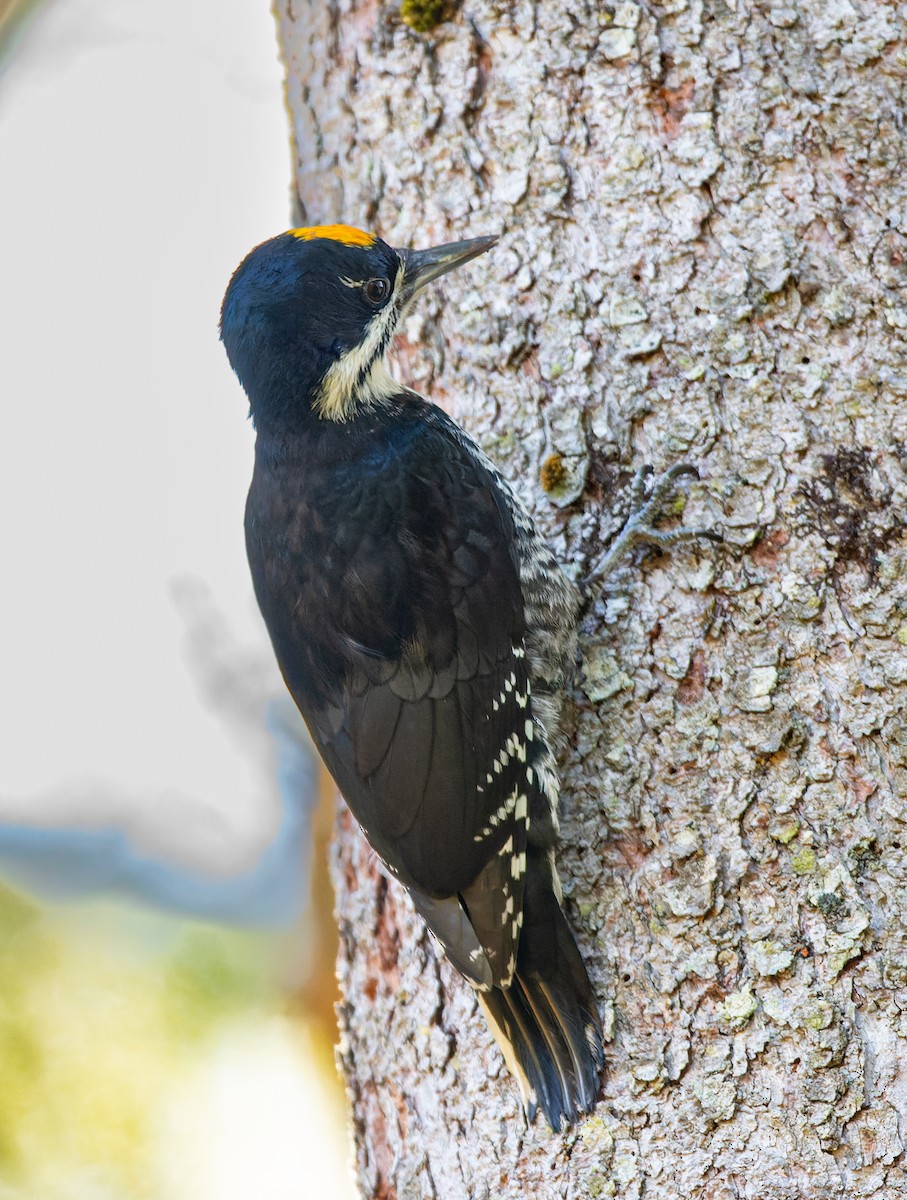 Black-backed Woodpecker - ML641750826