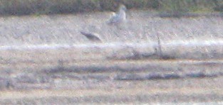 Sabine's Gull - ML641750863