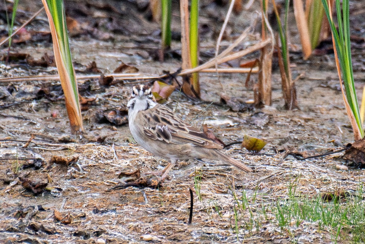 Lark Sparrow - ML641750876