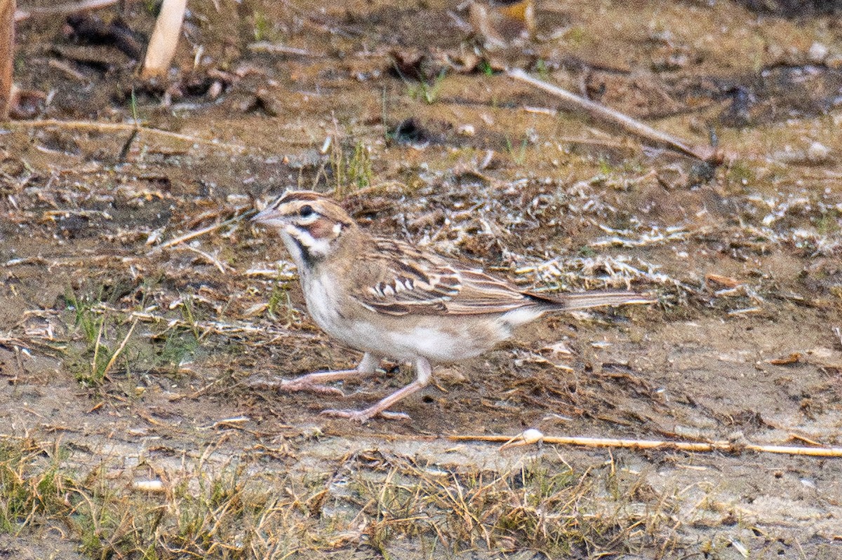 Lark Sparrow - ML641750877