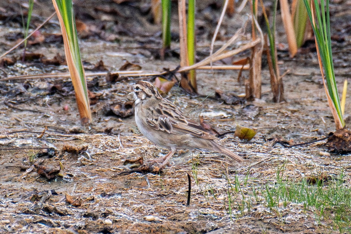 Lark Sparrow - ML641750878