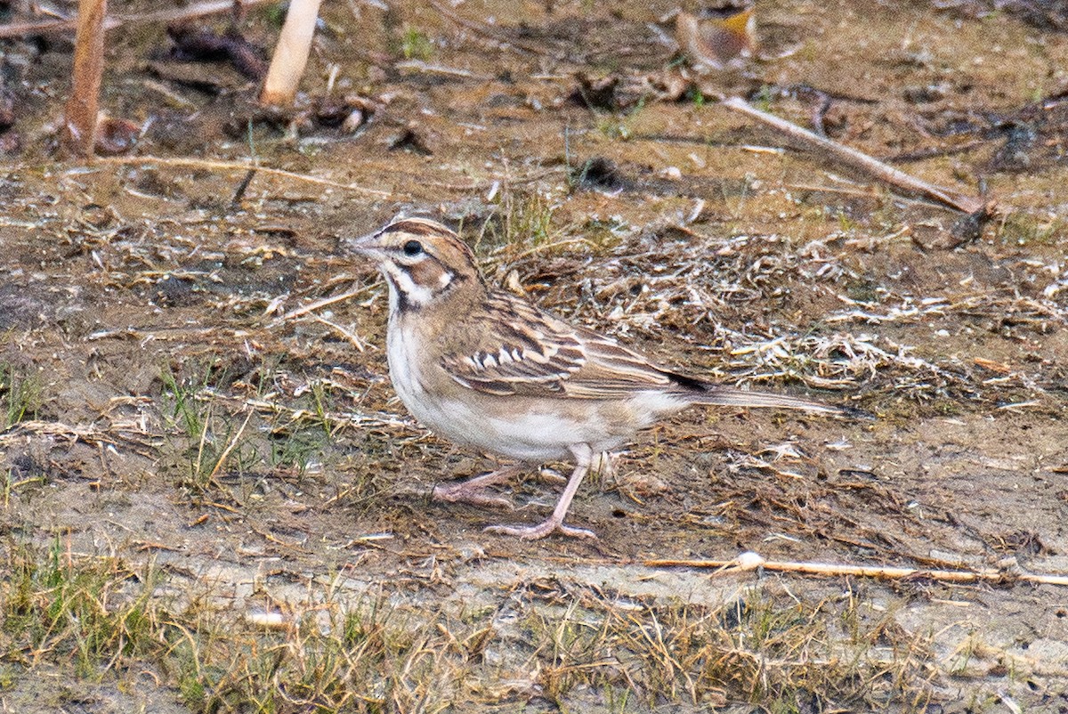 Lark Sparrow - ML641750879