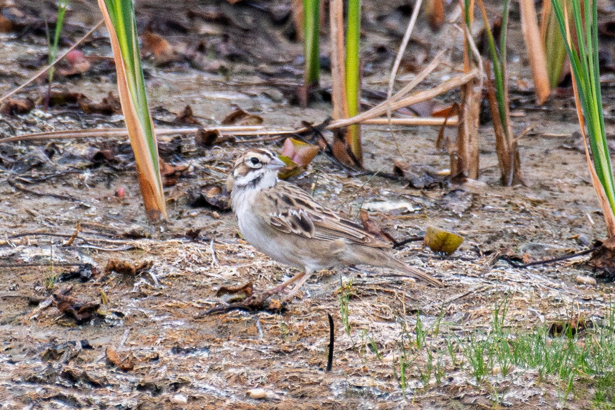 Lark Sparrow - ML641750880