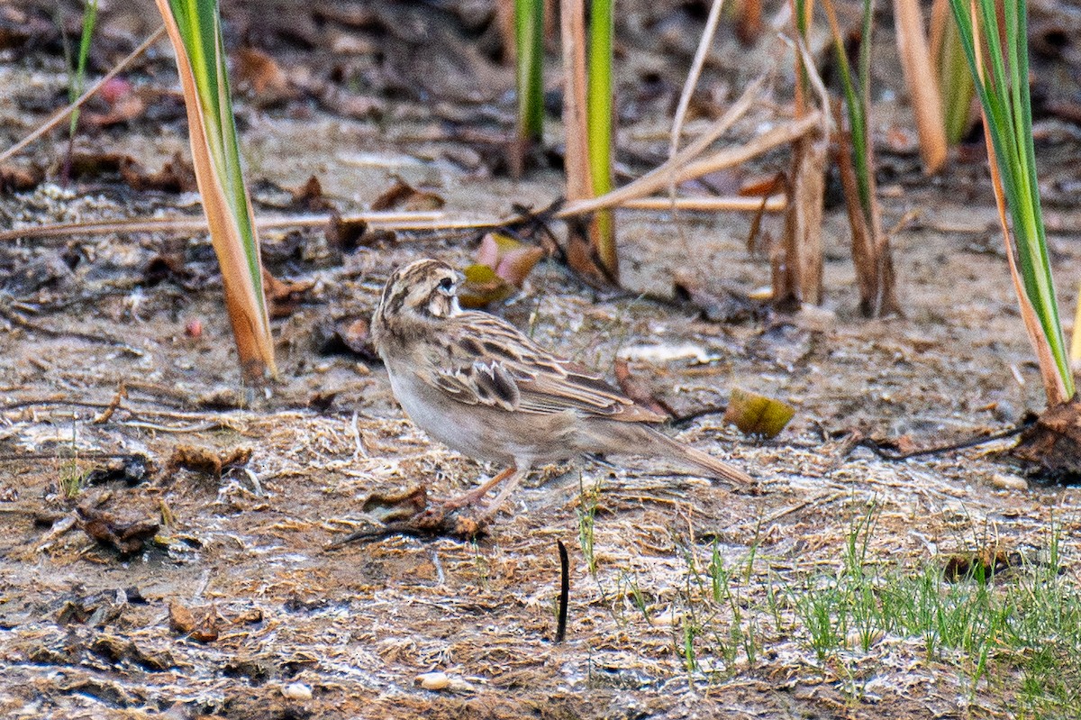 Lark Sparrow - ML641750881