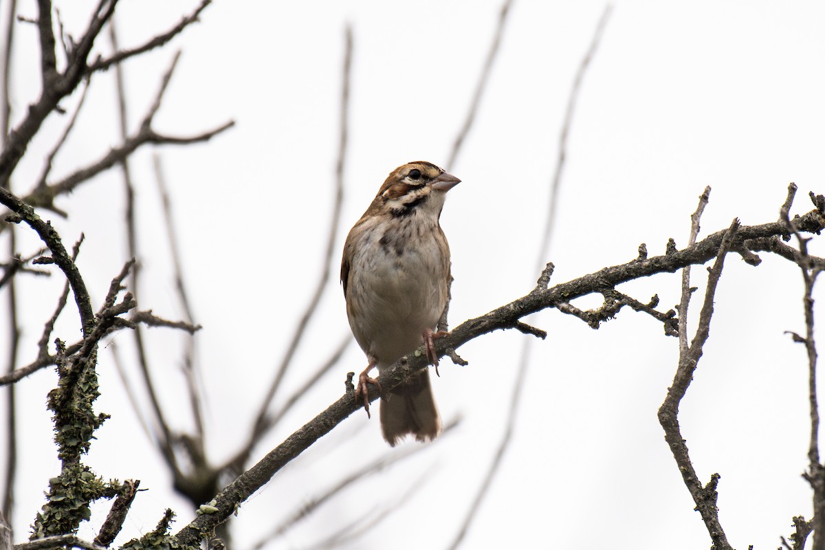 Lark Sparrow - ML641750883