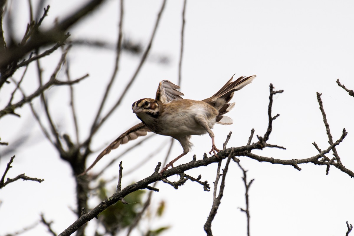 Lark Sparrow - ML641750884