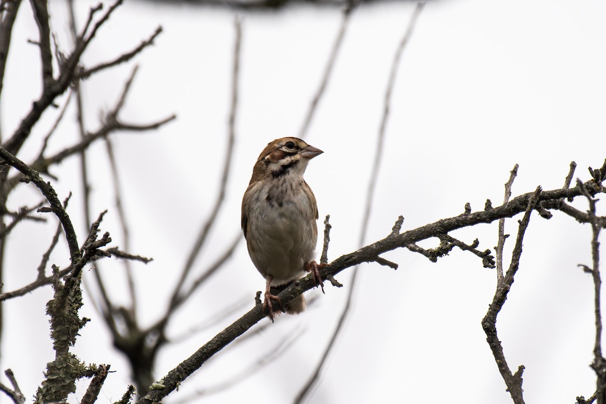 Lark Sparrow - ML641750885