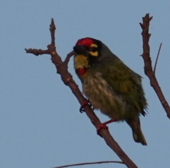 Kupferschmied-Bartvogel - ML641750905