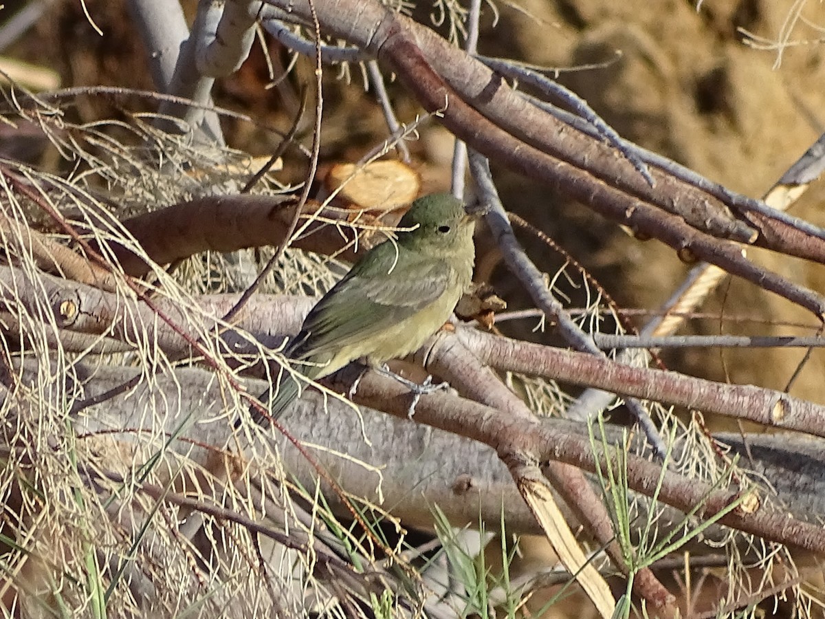 Painted Bunting - ML641750906